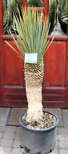 Yucca rostrata 120 for sale  Shipping to Ireland