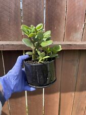 Rooted jade plant for sale  San Francisco