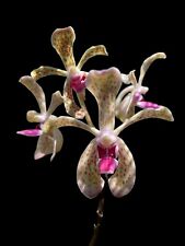 Vandofinetia virgil orchids for sale  Miami