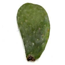 Extra large opuntia for sale  LEIGH