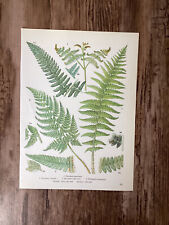 Fern print plants for sale  HAVERFORDWEST