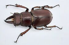 Lucanus Koyamai, A2, 28mm, #LL65 for sale  Shipping to South Africa