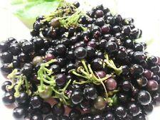 Wonderberry solanum burbankii usato  Spedire a Italy