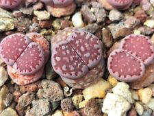 Lithops julii cv. for sale  Shipping to Ireland