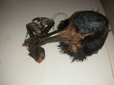 Small taxidermy crows for sale  EVESHAM