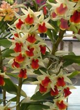 Dendrobium roongkamol vejvarut for sale  Lakeland