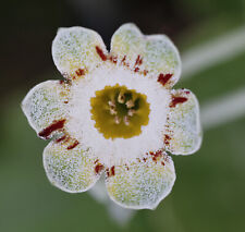 Primula auricula robin for sale  ST. AUSTELL