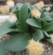 Used, Paintbrush Flower - Haemanthus albiflos for sale  Shipping to South Africa