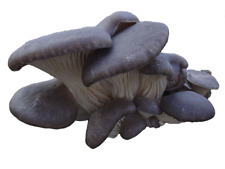 Blue oyster mushroom for sale  Mc Connell