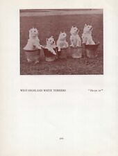 Usato, WESTIE WEST HIGHLAND WHITE TERRIER DOGS IN POTS OLD VINTAGE 1934 DOG PRINT PAGE  usato  Spedire a Italy
