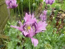 Poppy papaver lavender for sale  Ireland