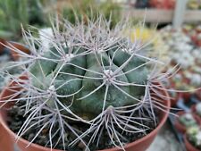  Gymnocalycium guanchinense Pot 14CM Rare Plant Cultivated In Sicily Very... for sale  Shipping to South Africa