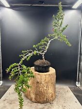 Ceanothus bonsai tree for sale  BROUGH