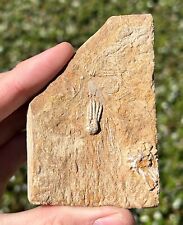 Juvenile crinoid fossil for sale  Coppell