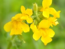 10x gauklerblume gelbblühend gebraucht kaufen  Bodenkirchen