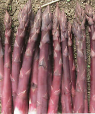 Asparagialbenga hybrid semi usato  Reggio Calabria