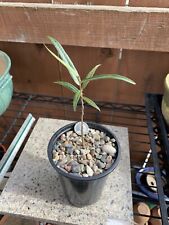 drought plant tolerant for sale  San Diego