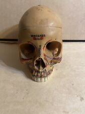 Used, Antique Vintage Human Skull Anatomical Model  for sale  Shipping to South Africa