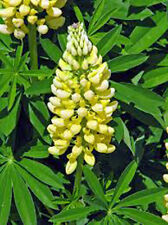 Lupine golden yellow for sale  Saint Peters
