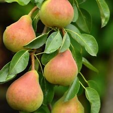 Pear tree doyenne for sale  GLASGOW