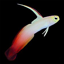 One pair firefish for sale  Dade City