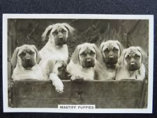 Mastiff puppies dogs for sale  UK