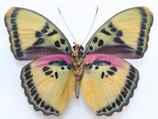 Butterfly male euphaedra for sale  Shipping to Ireland