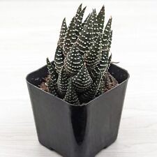 Succulent live plant for sale  San Jose