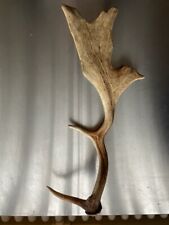 Deer antler 48cm for sale  IVER
