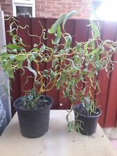 Salix single stem for sale  KING'S LYNN