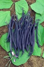 Purple bean seeds for sale  Hastings