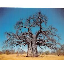 Afrique sud baobab d'occasion  France