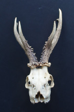 Roe deer skull for sale  YATELEY