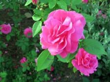 Climbing pink rose for sale  MARCH