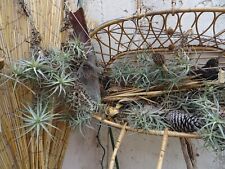 Lot 2tiges tillandisia d'occasion  Saint-Cyprien