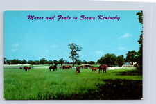 Vintage postcard mares for sale  Wichita Falls