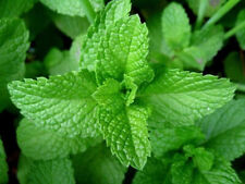 Peppermint seeds herb for sale  Easton