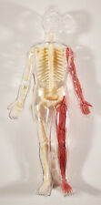 Human Anatomy Skeleton Figure 12" Scientific Physiology Bones Muscles for sale  Shipping to South Africa