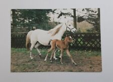 Postkarte pferd araberstute gebraucht kaufen  Hörstel