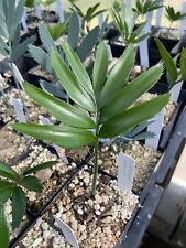 Encephalartos hybrid cycad for sale  Bonsall