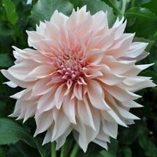 Pick dahlia clump for sale  Hayden