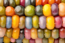 Glass gem corn for sale  Massillon