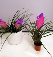 Tillandsia cyanea pink for sale  GLASGOW