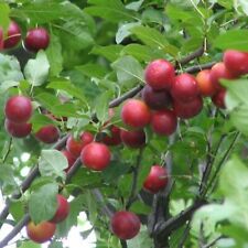 Prunus cerasifera mirabolano usato  Reggio Emilia