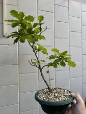 Quercia rovere bonsai usato  Italia