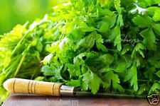 Coriander 400 seeds for sale  Shipping to Ireland