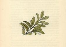 Usato, Stampa antica LAUROCERASO PICCOLA INCISIONE botanica 1890 Old antique print usato  Lecco