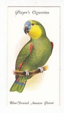 red lored amazon parrot for sale  Saint Augustine