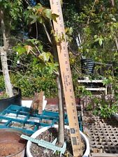 Trident maple stump for sale  Niceville
