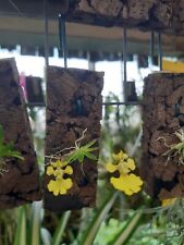 Rchidee miniorchidee ncidium gebraucht kaufen  Lichtentanne
